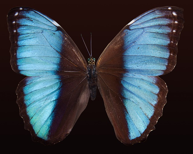 mariposa turquesa