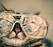 gatos gafas